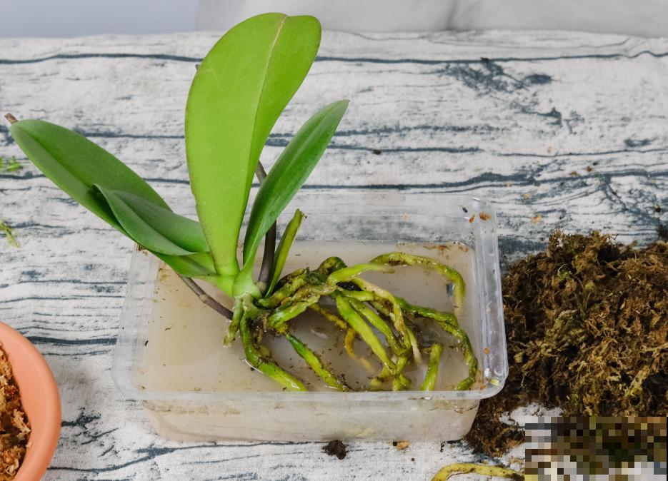 蝴蝶兰现在还不换盆，水苔容易发霉 ，越长越差劲