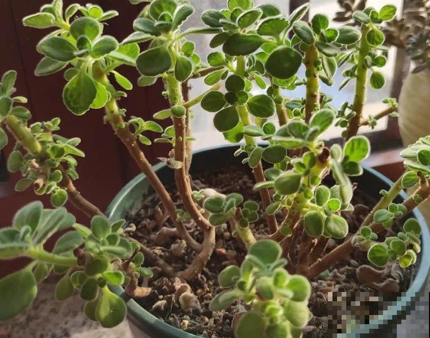 春天给花修剪,花才能呼呼开,俩月开爆盆 春天给花修剪,花才能呼呼开,俩月开爆盆