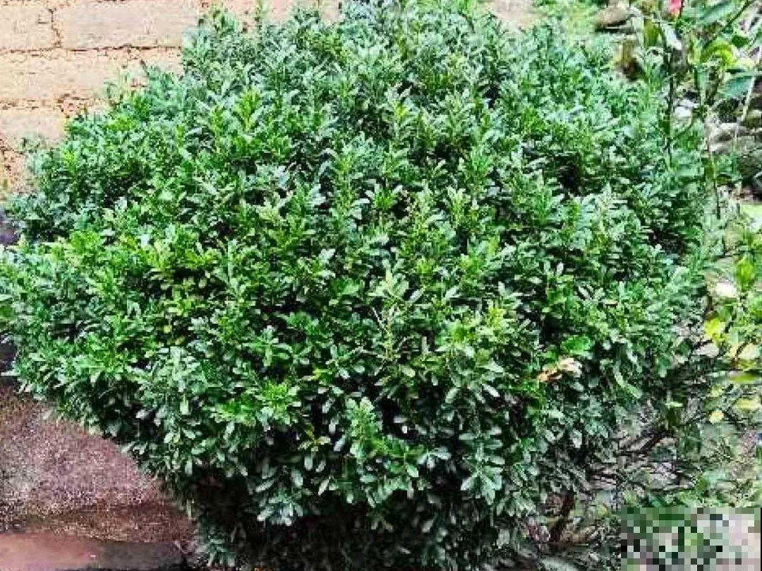 大院子养点大气花，超级有格调，漂亮的中国风