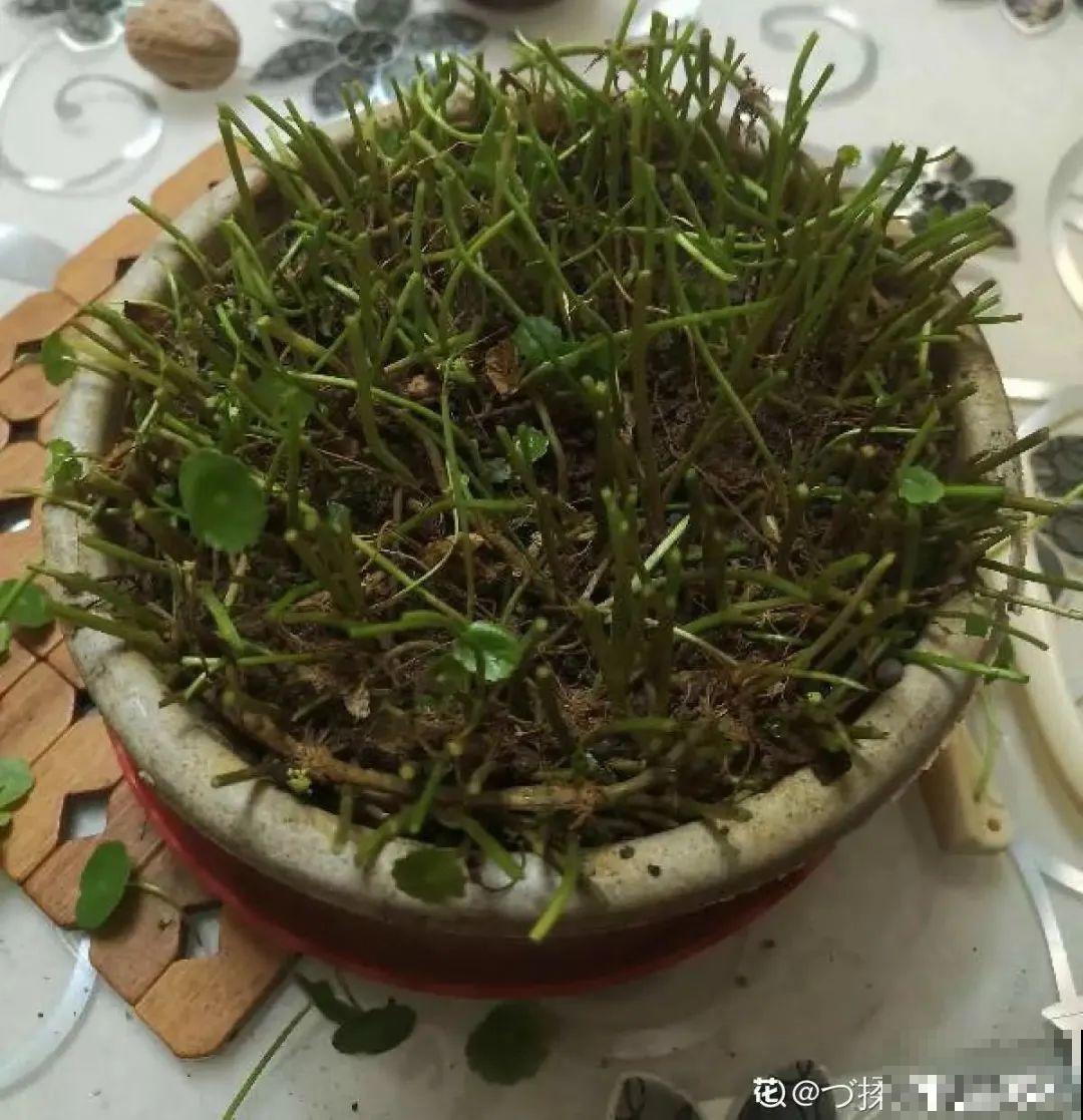 8种花开始慢慢睡醒了， 现在长得正旺，多浇水施肥， 开花更多！