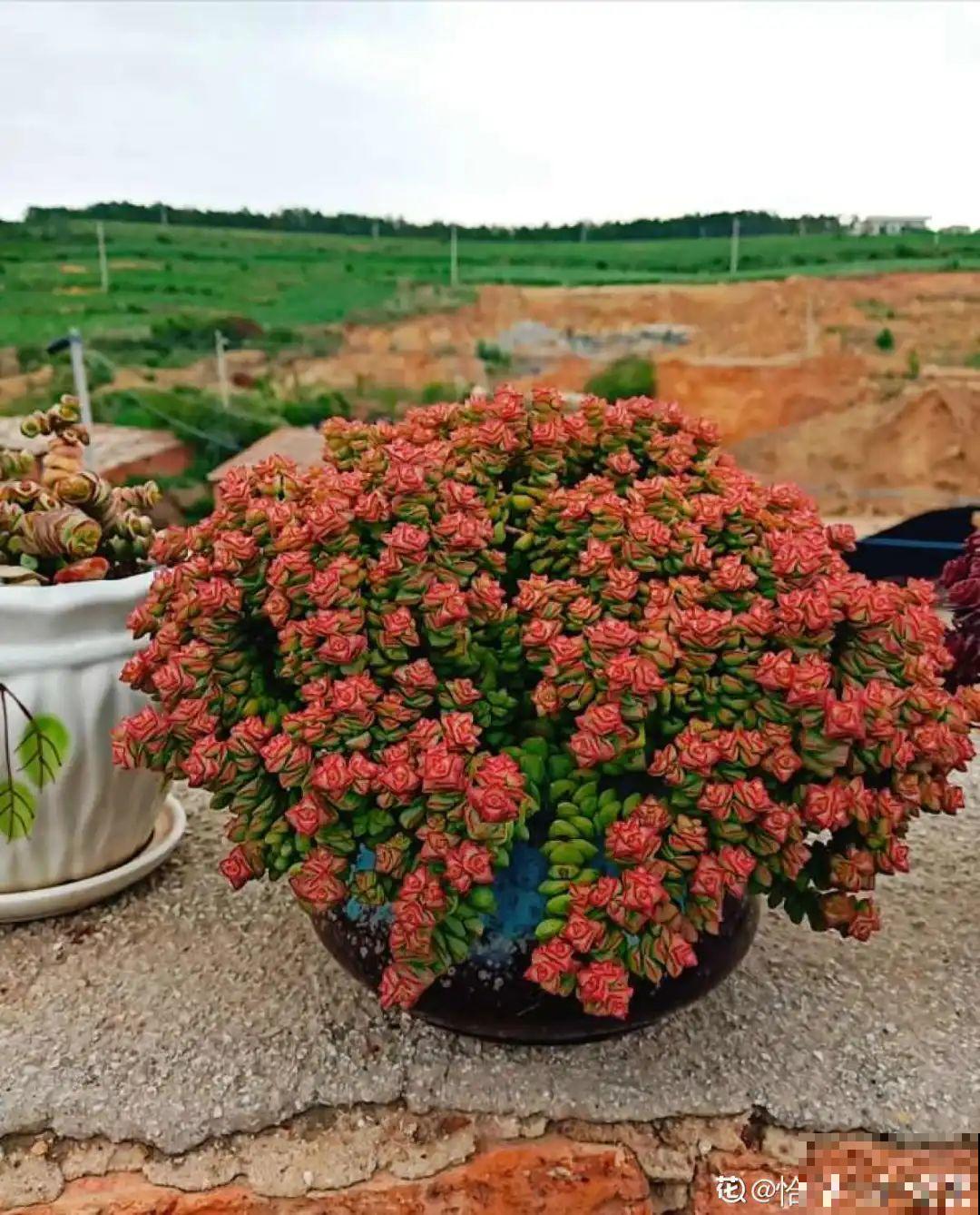 刚开始养多肉很嫌弃，后来越养越爱，打脸实录