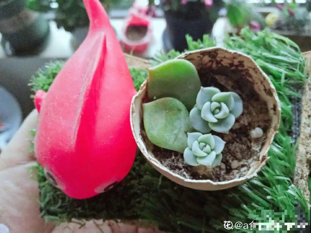 蛋壳里养多肉,长成老桩超好看,还能废物利用 蛋壳里养多肉,长成老桩超好看,还能废物利用