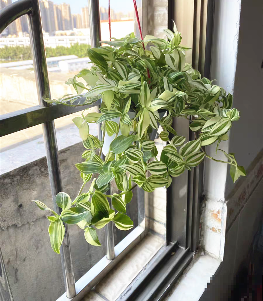 28种耐阴花，没光也能开爆盆，养在家里超有范儿