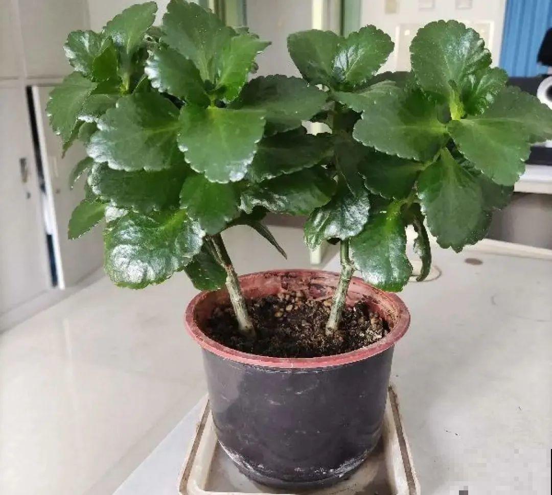 天热了,8种花要休眠,要少浇水 天热了,8种花要休眠,要少浇水