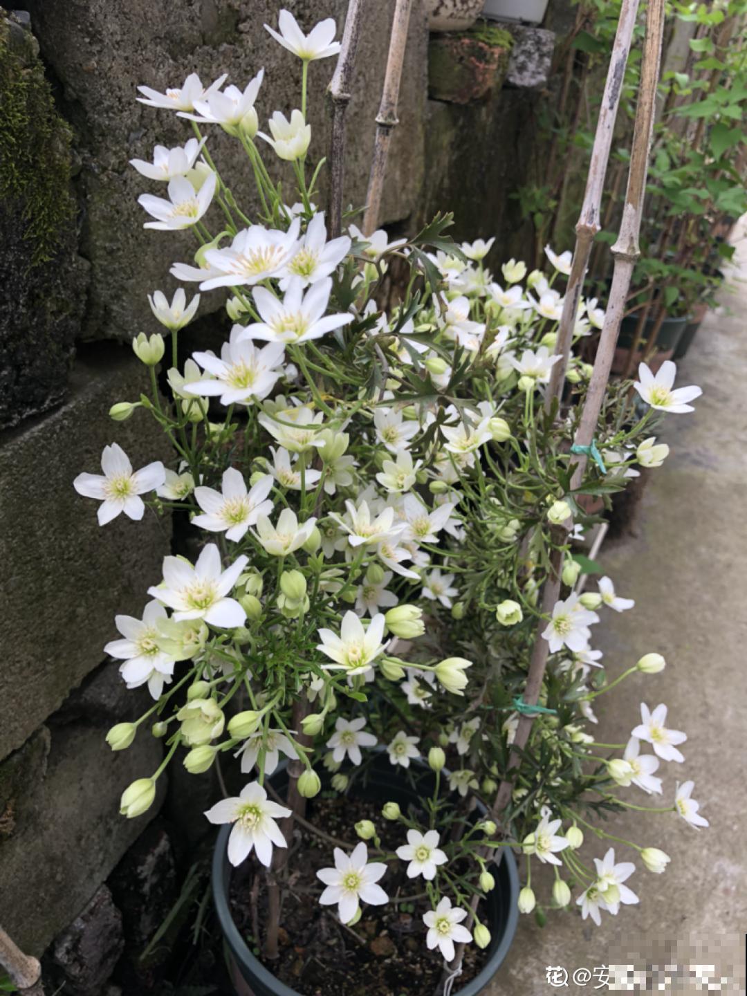 8种花开始慢慢睡醒了， 现在长得正旺，多浇水施肥， 开花更多！