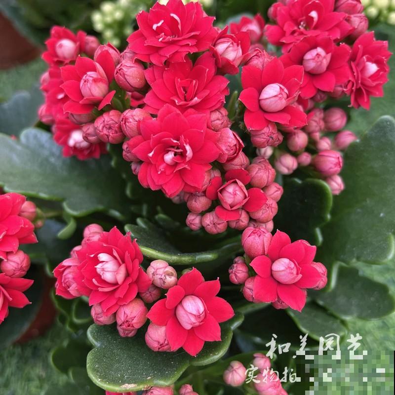 一盆花开出三个颜色，能变色的花特神奇，现在养正是开花季