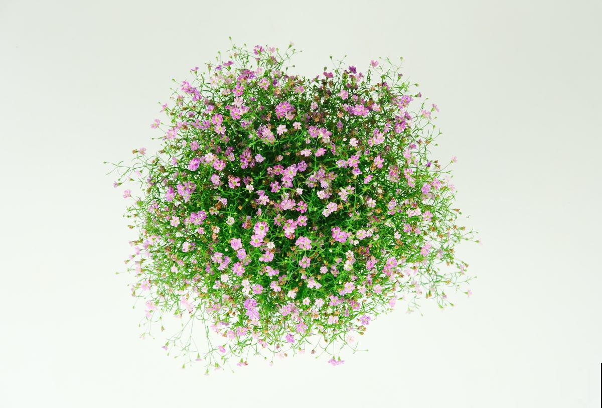 能够开成球的5种花,花期长,轻松就能养活! 能够开成球的5种花,花期长,轻松就能养活!