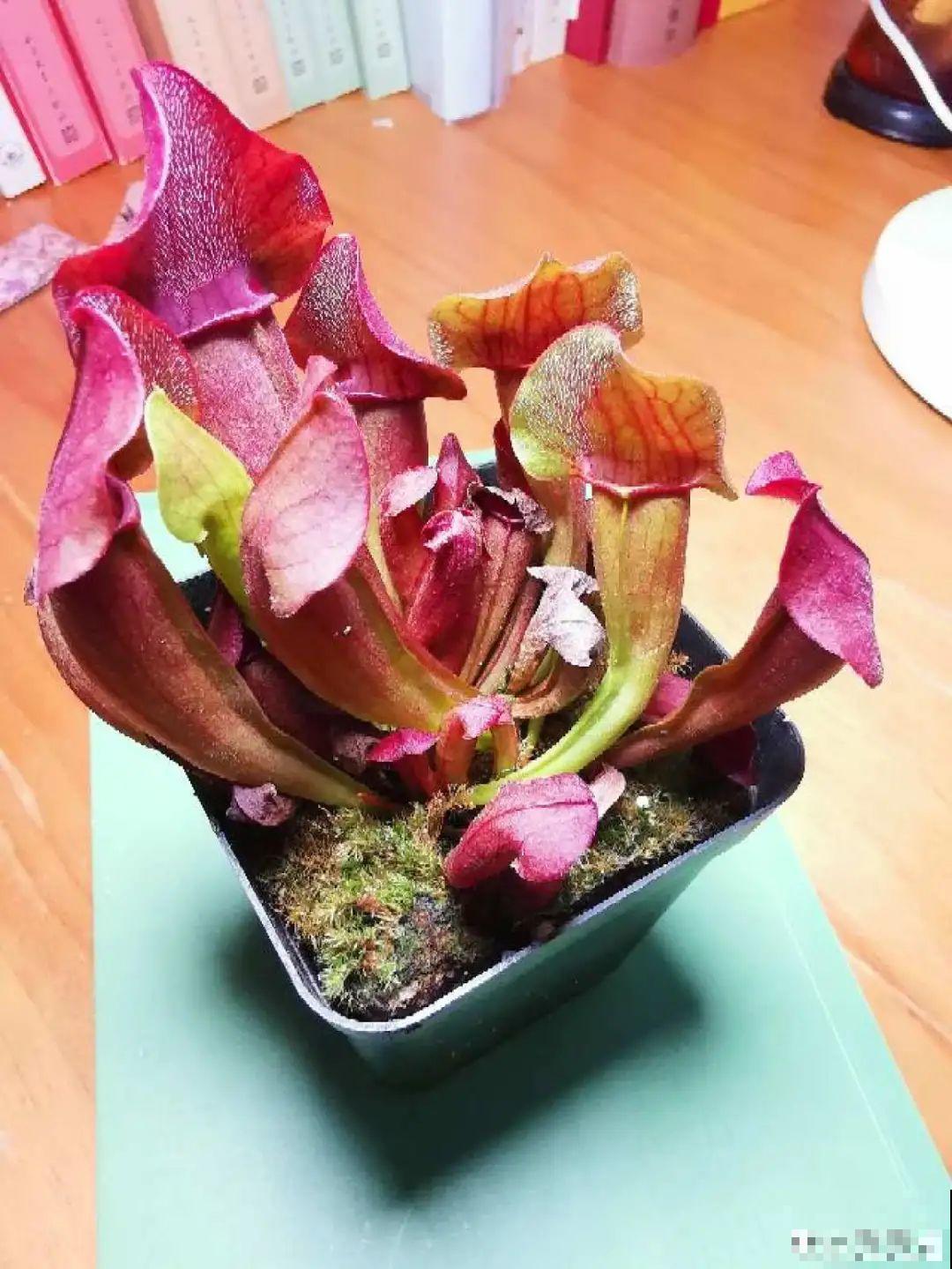 家里养盆“驱虫花”，蚊虫全被吓跑了，夜夜睡的香！