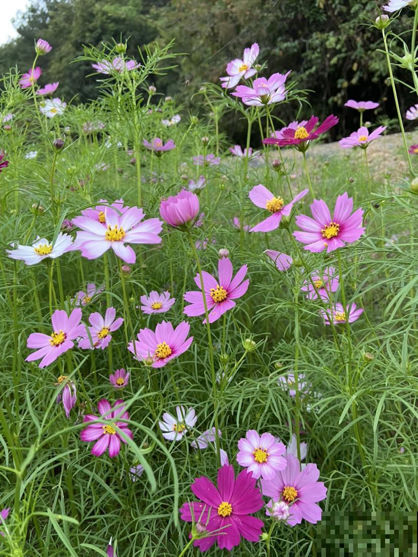 4种花价格便宜,适合种在院子里,春天开满园 4种花价格便宜,适合种在院子里,春天开满园
