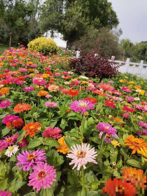 院子角落不能忽略,撒一把花种,年年都开花 院子角落不能忽略,撒一把花种,年年都开花