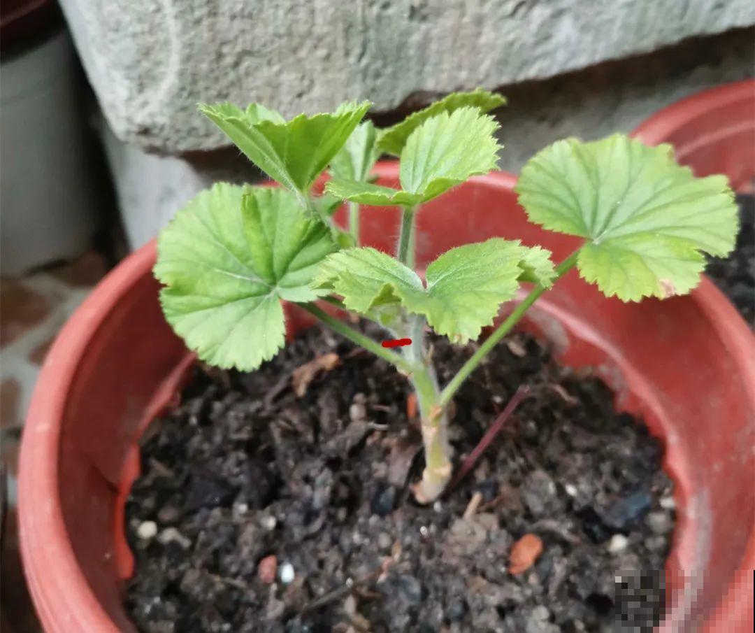 春天给花修剪,花才能呼呼开,俩月开爆盆 春天给花修剪,花才能呼呼开,俩月开爆盆