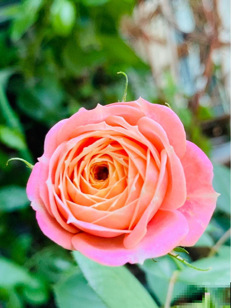 “阳台党”的福音!5种微月适合小阳台,养一盆就能开爆 “阳台党”的福音!5种微月适合小阳台,养一盆就能开爆