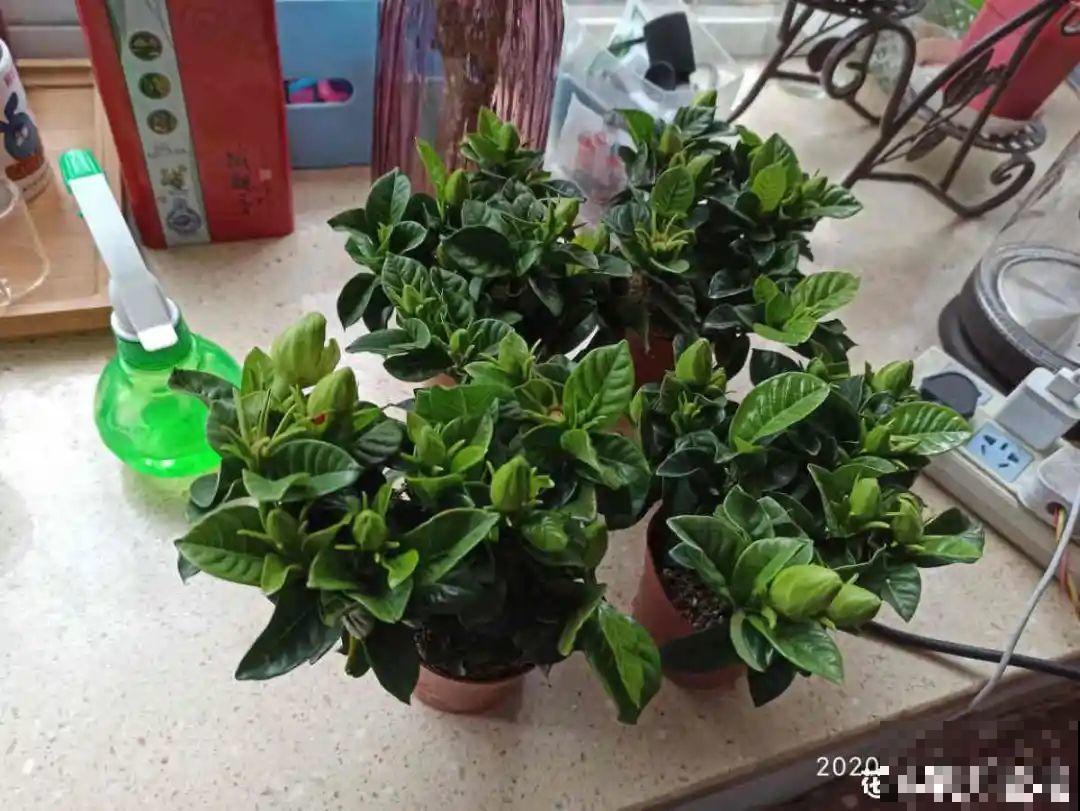 花市里买花,巧认识“激素苗”,买花不上当 花市里买花,巧认识“激素苗”,买花不上当