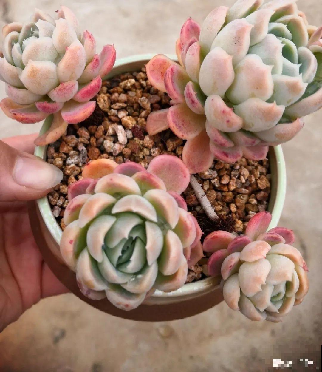 家里养盆香水花,满屋子飘香,还能净化空气 家里养盆香水花,满屋子飘香,还能净化空气