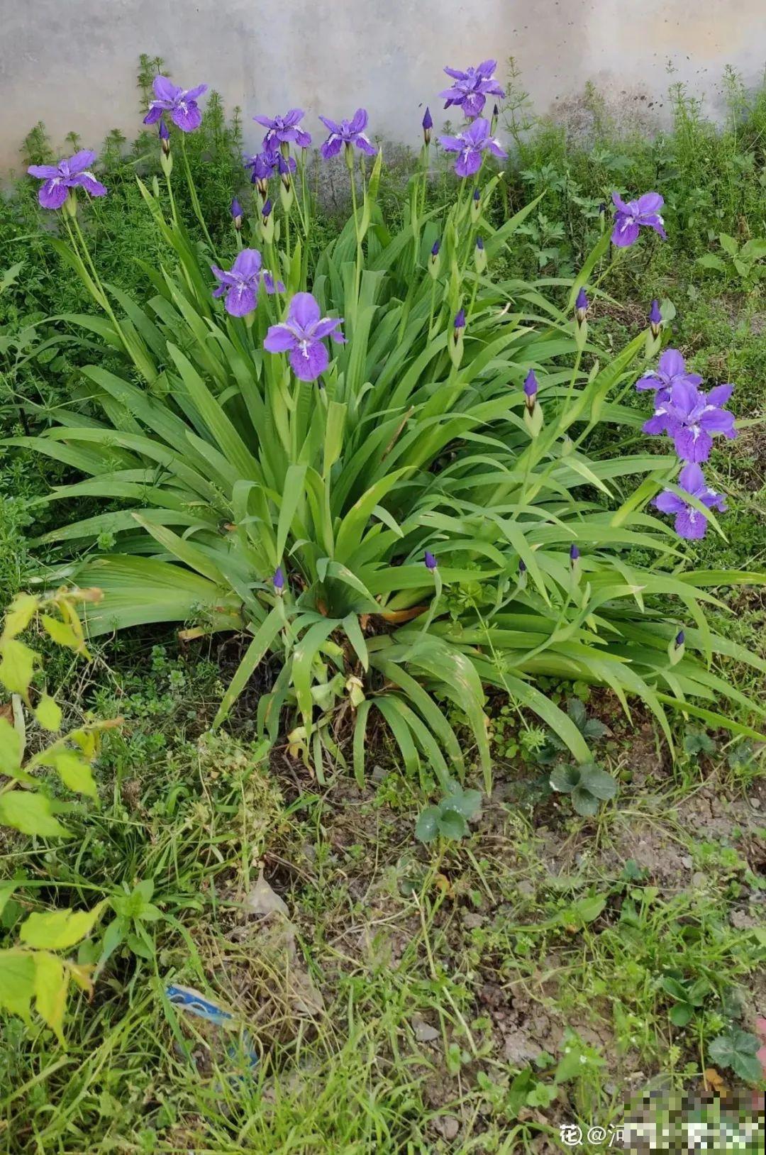 10种花夏天喝水多,多浇水,很快爆满一大缸 10种花夏天喝水多,多浇水,很快爆满一大缸
