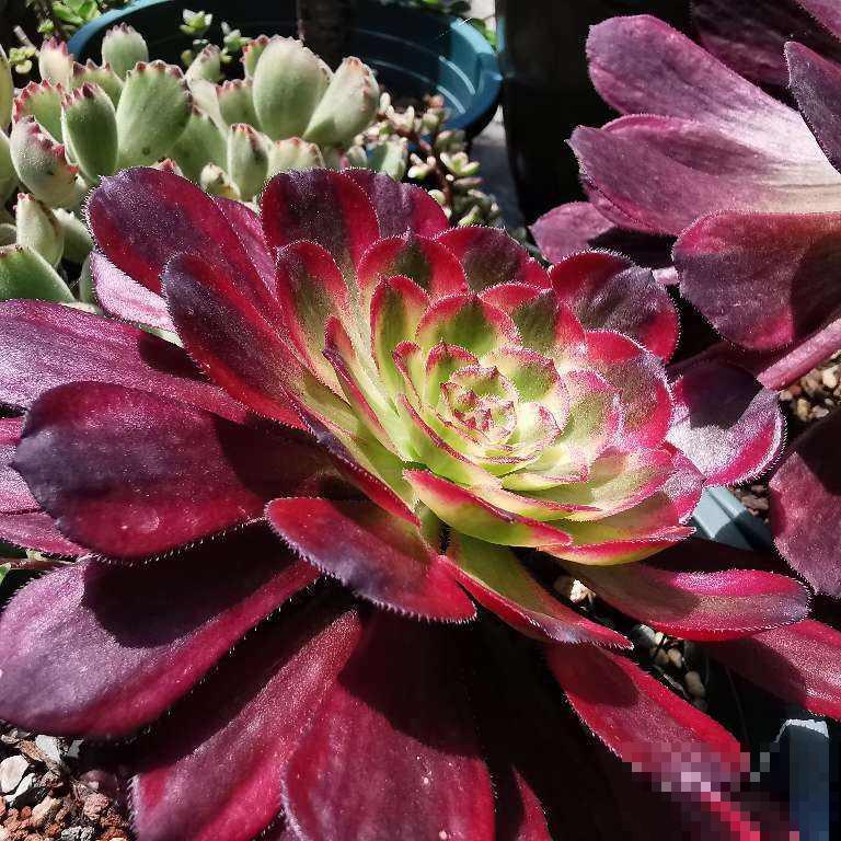 大神不外传的摄影技巧，学会给花拍照，每一张都超美