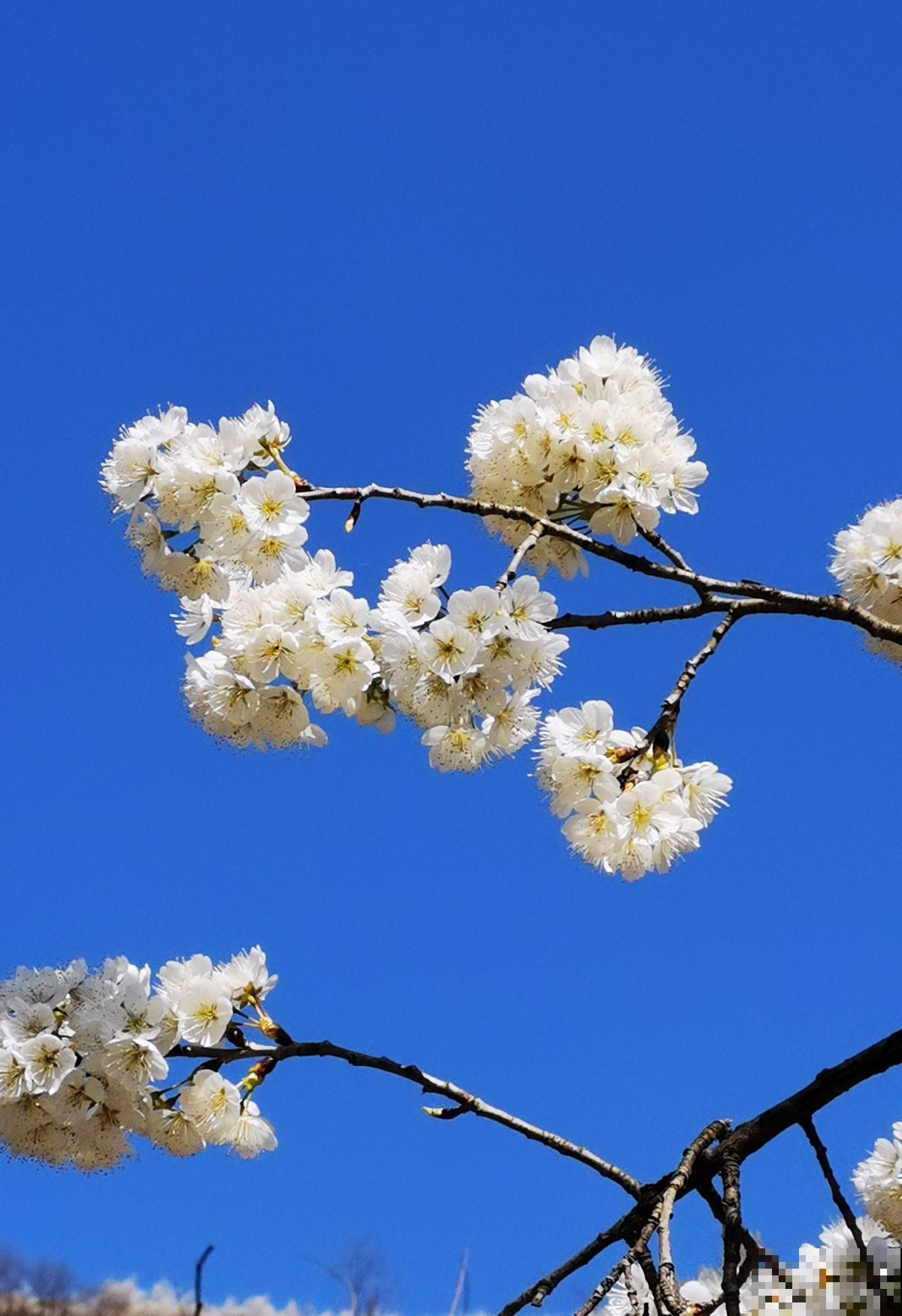 春季吃东西要注意,常见的酸性食物有两种,要少吃 春季吃东西要注意,常见的酸性食物有两种,要少吃
