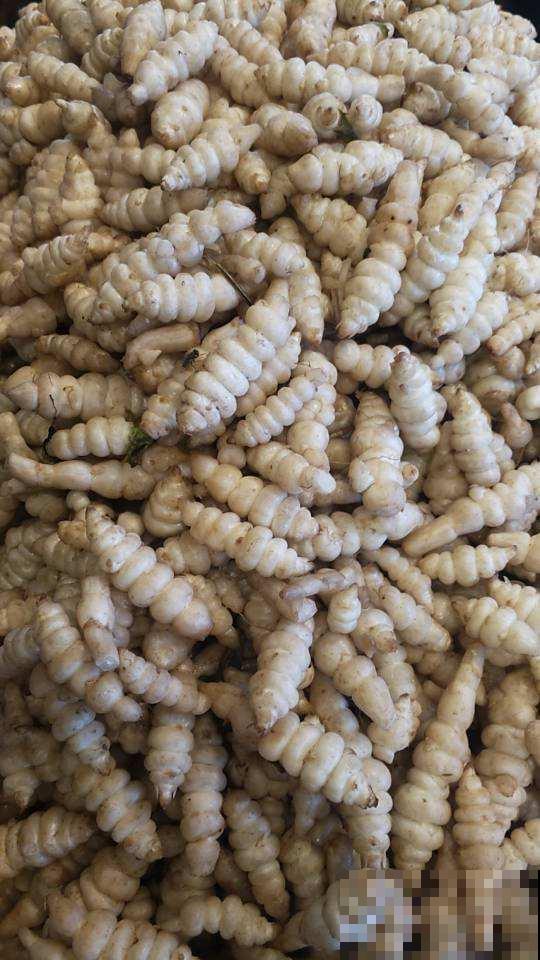 地里挖出一把块茎，长得像是白蚕，脆脆的特好