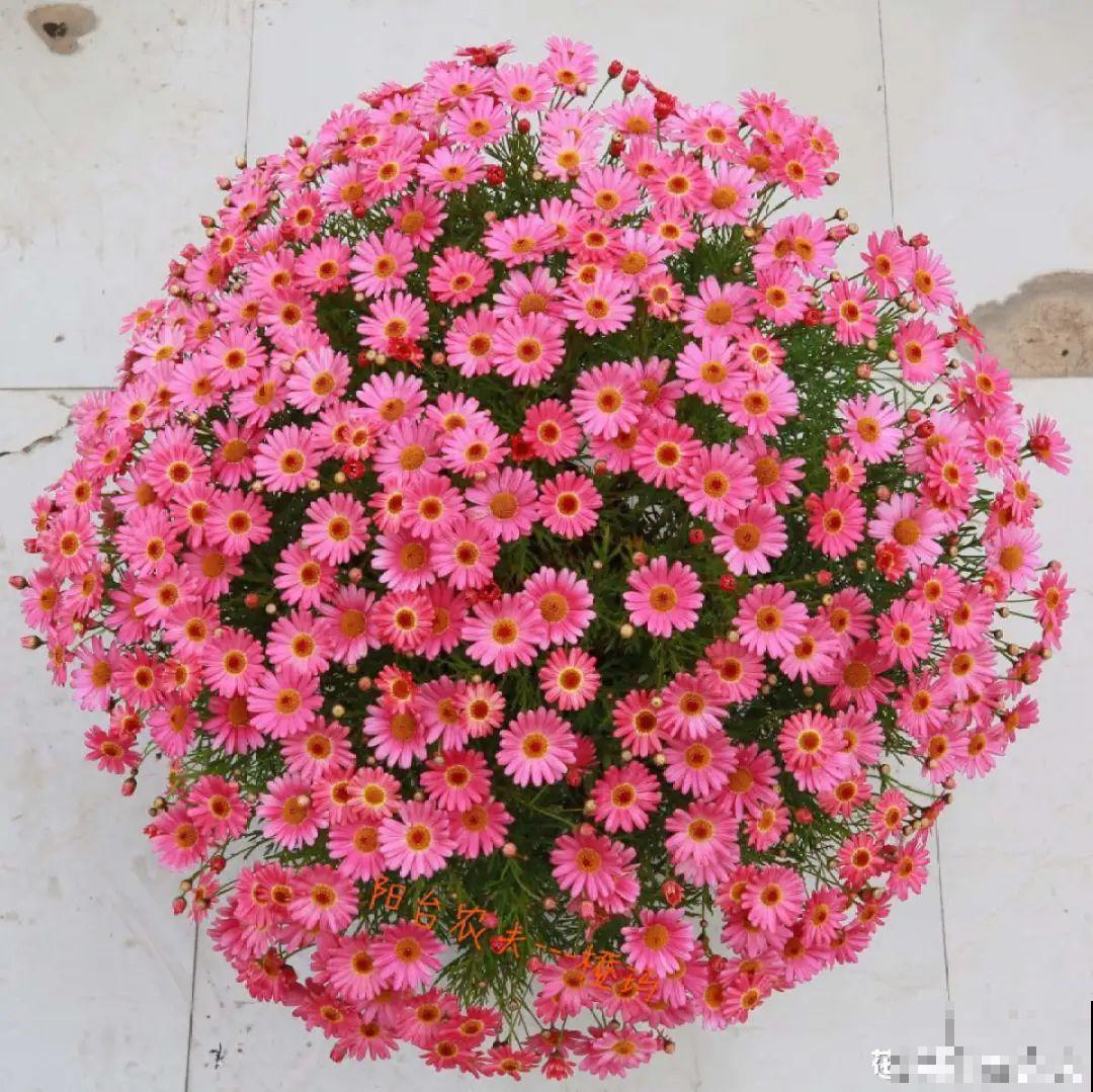 今年流行的小众植物，美而不俗，气质一绝