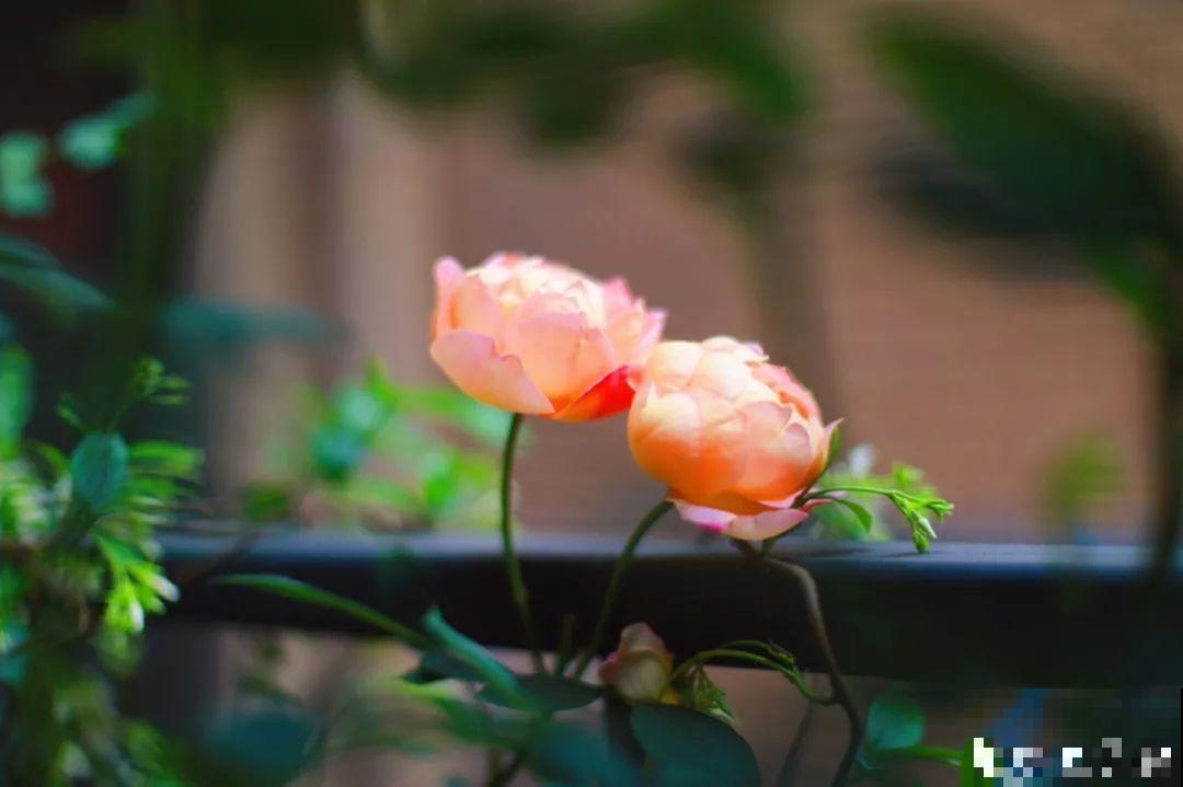 自己建个花园，希望能有一块地，安静思考，静静赏花