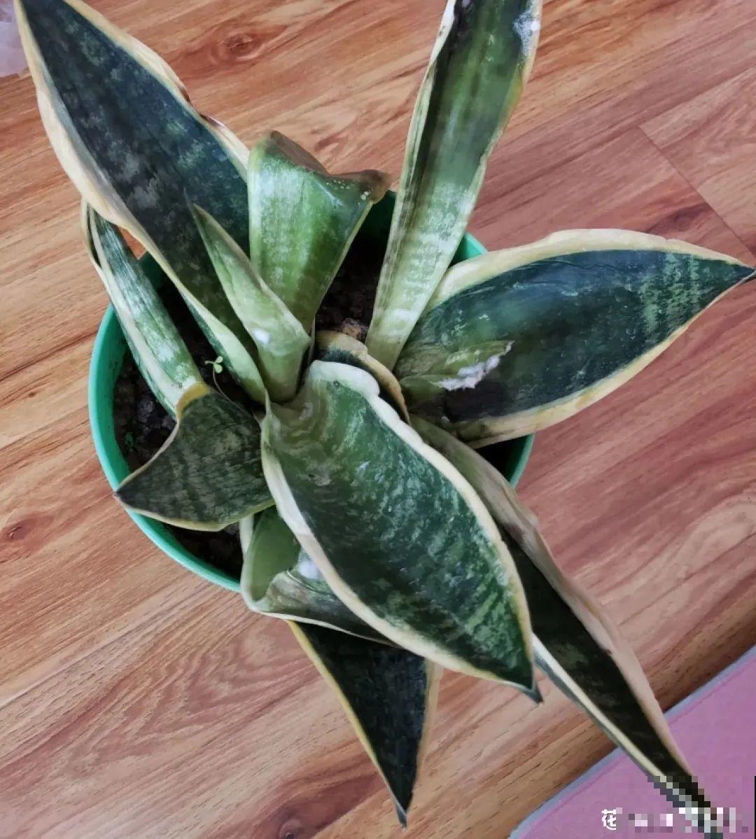 初春浇水要谨慎，浇水浇不对，小心全军覆没