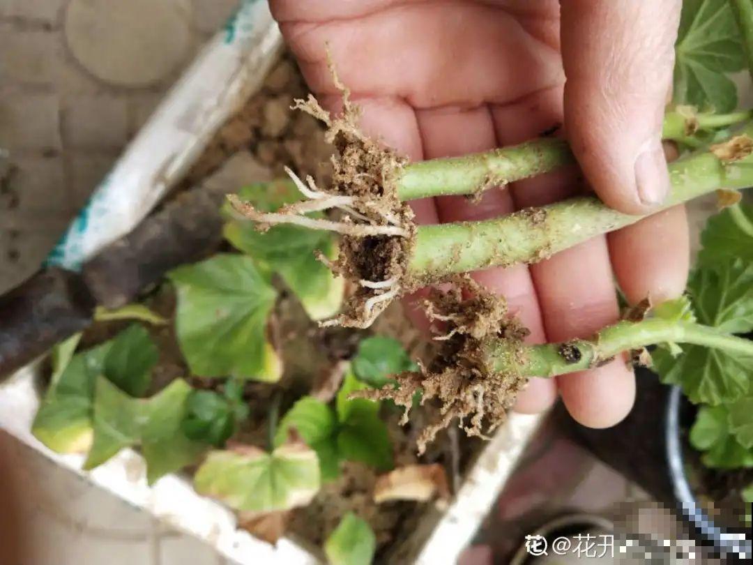 11种常见花，现在扦插，成活率特高