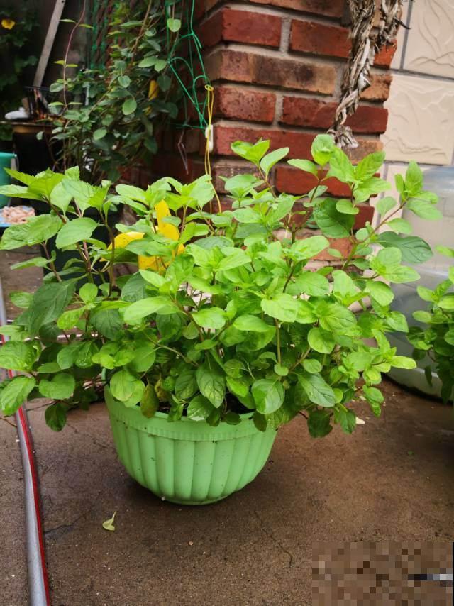 薄荷不用买，扦插就能活，很快又能长一盆！