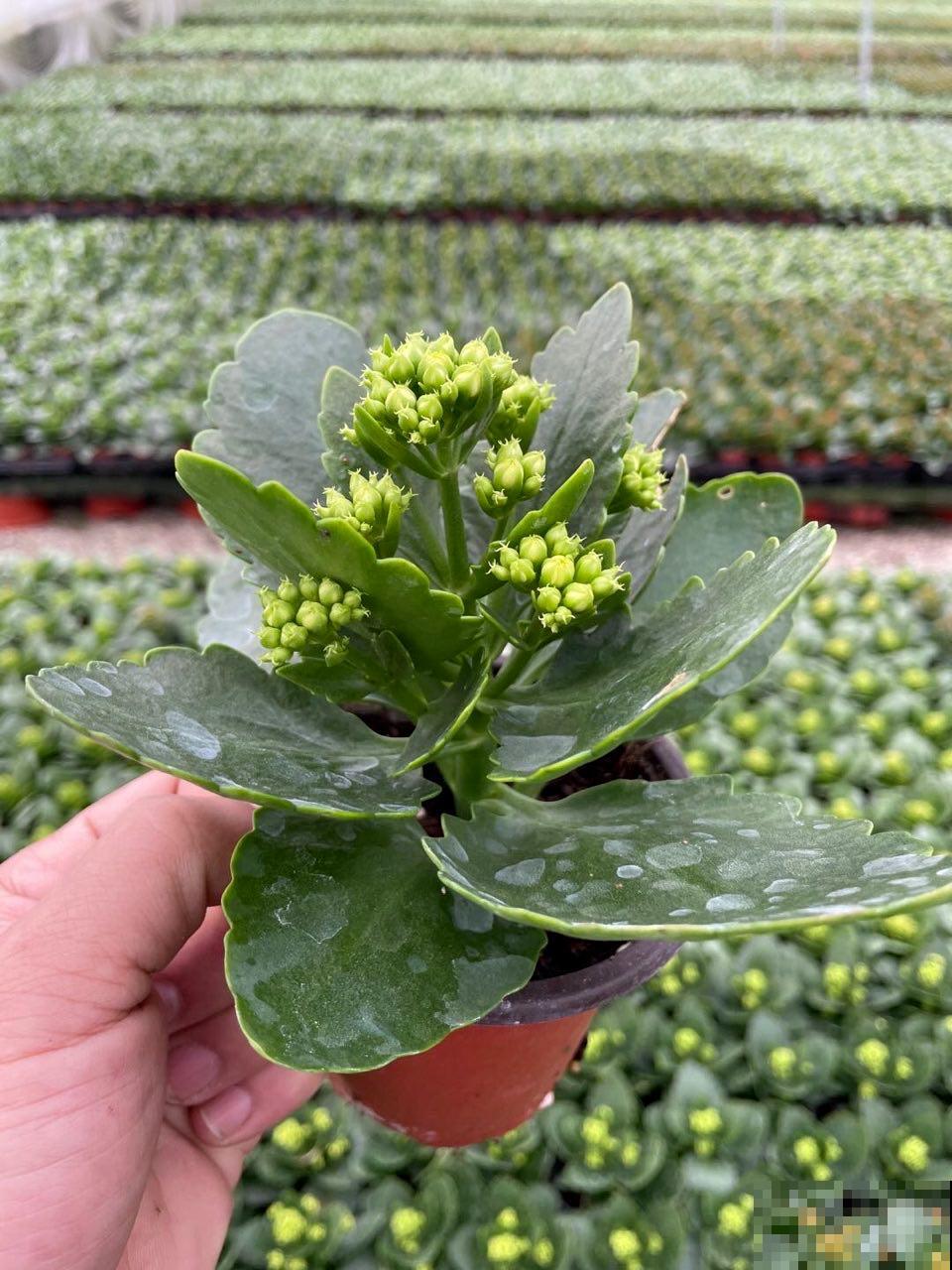 在家养盆长寿花，掐个叶子就能繁殖，一盆秒变多盆