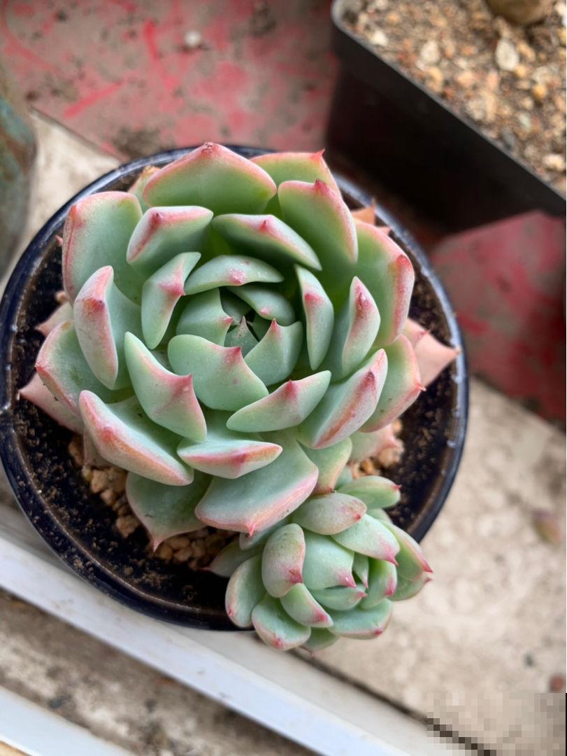 夏天多肉大甩卖，现在购买，是最佳时机吗？