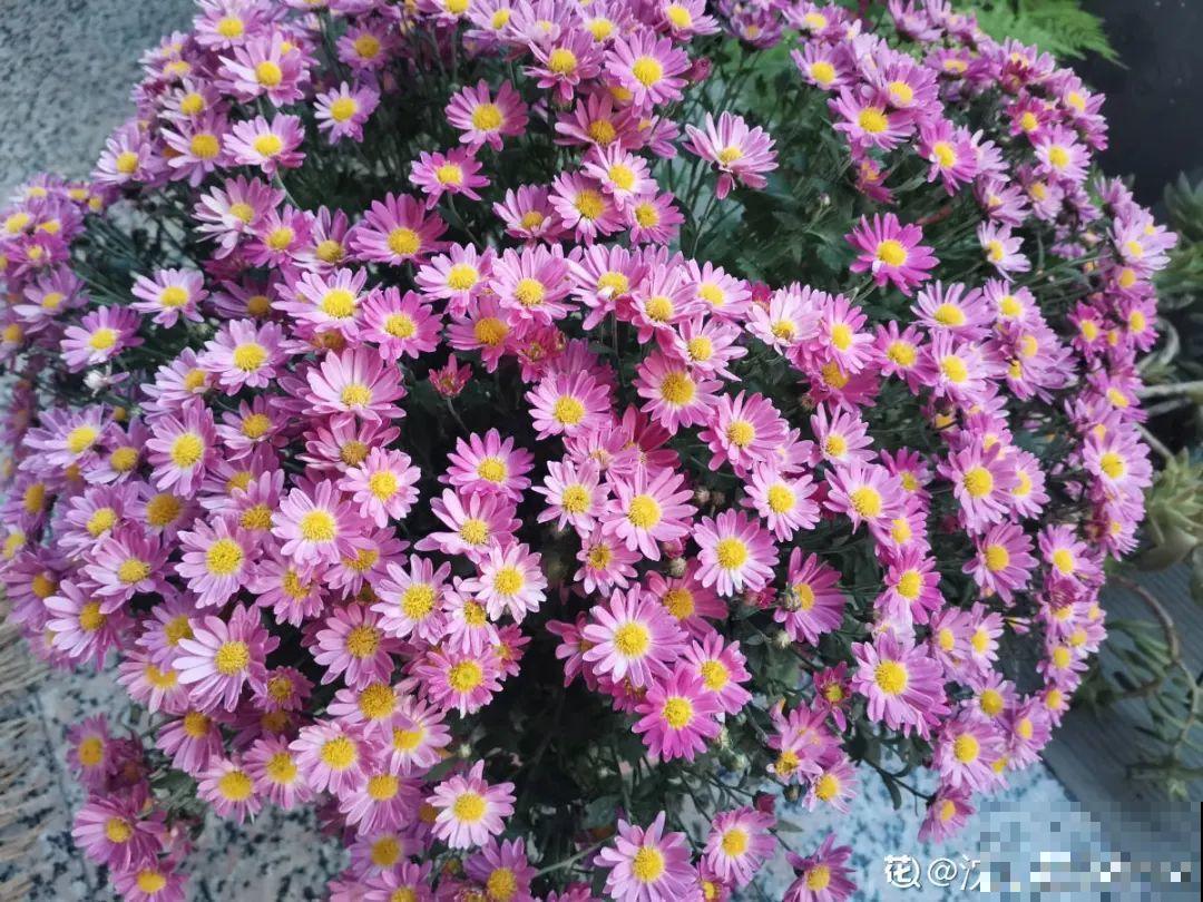 花开完了,别急着扔,好好养还能活几十年 花开完了,别急着扔,好好养还能活几十年