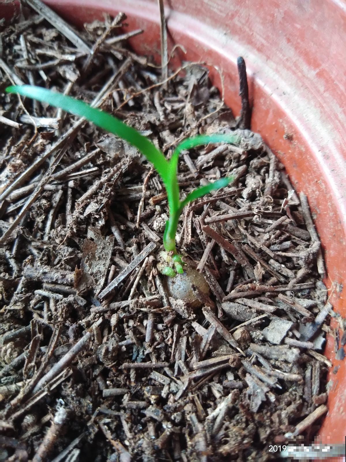 春天正是播种季,君子兰枝头结红果,种土里长出小嫩苗! 春天正是播种季,君子兰枝头结红果,种土里长出小嫩苗!