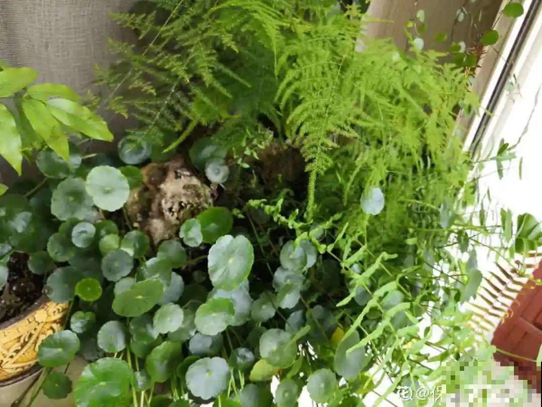 超级“喜水”的花，3天不浇水，就离死不远了