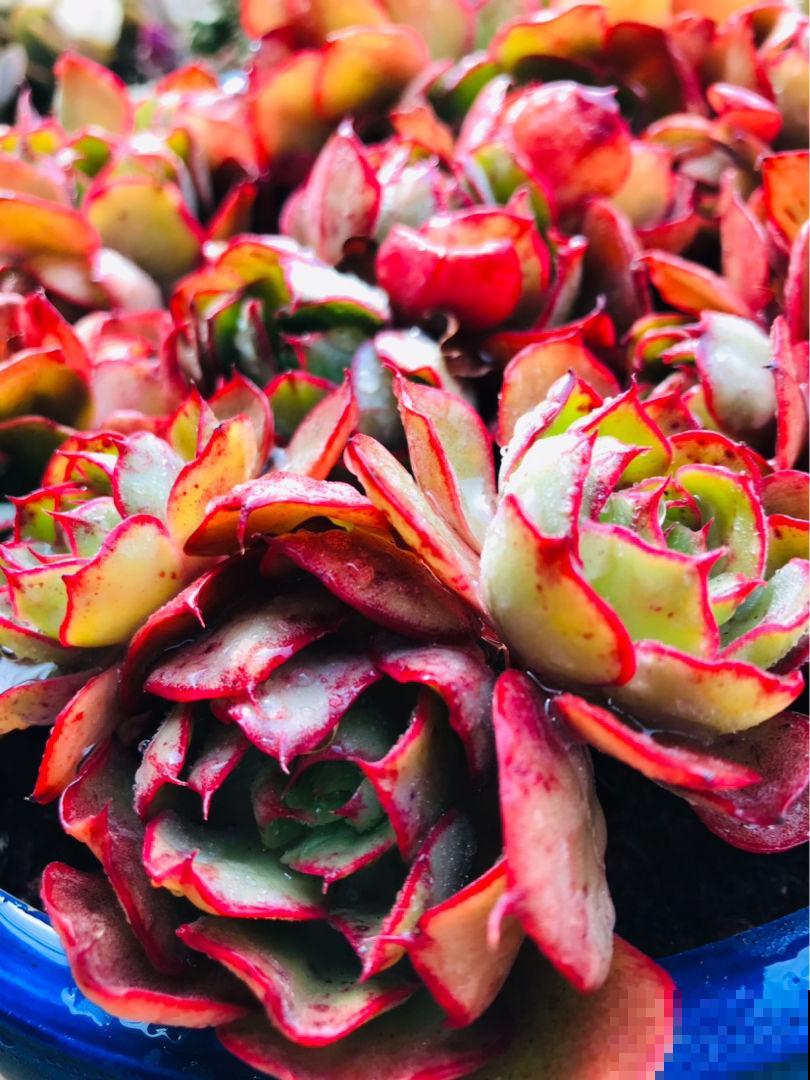 多肉不想“夏必死”，现在就要做准备，不然夏天只剩下空盆