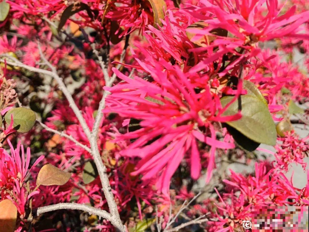 5月出门,收下这份百花图谱,啥花都能叫上名! 5月出门,收下这份百花图谱,啥花都能叫上名!