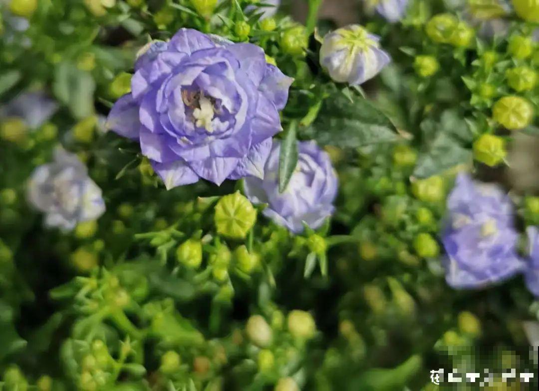 今年流行的小众植物，美而不俗，气质一绝