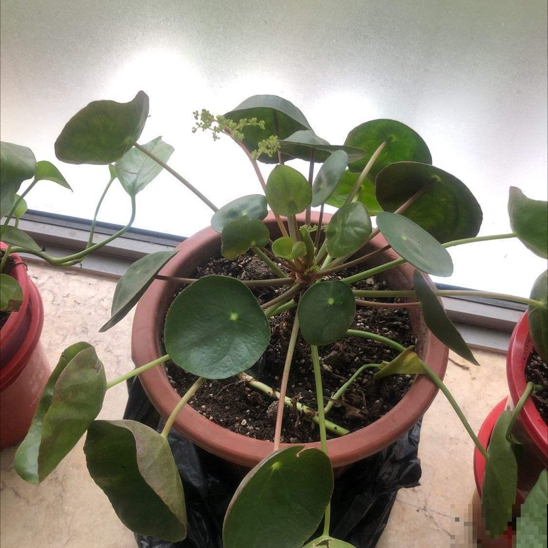 这5种小巧绿植，适合放桌头，迷你又养眼！