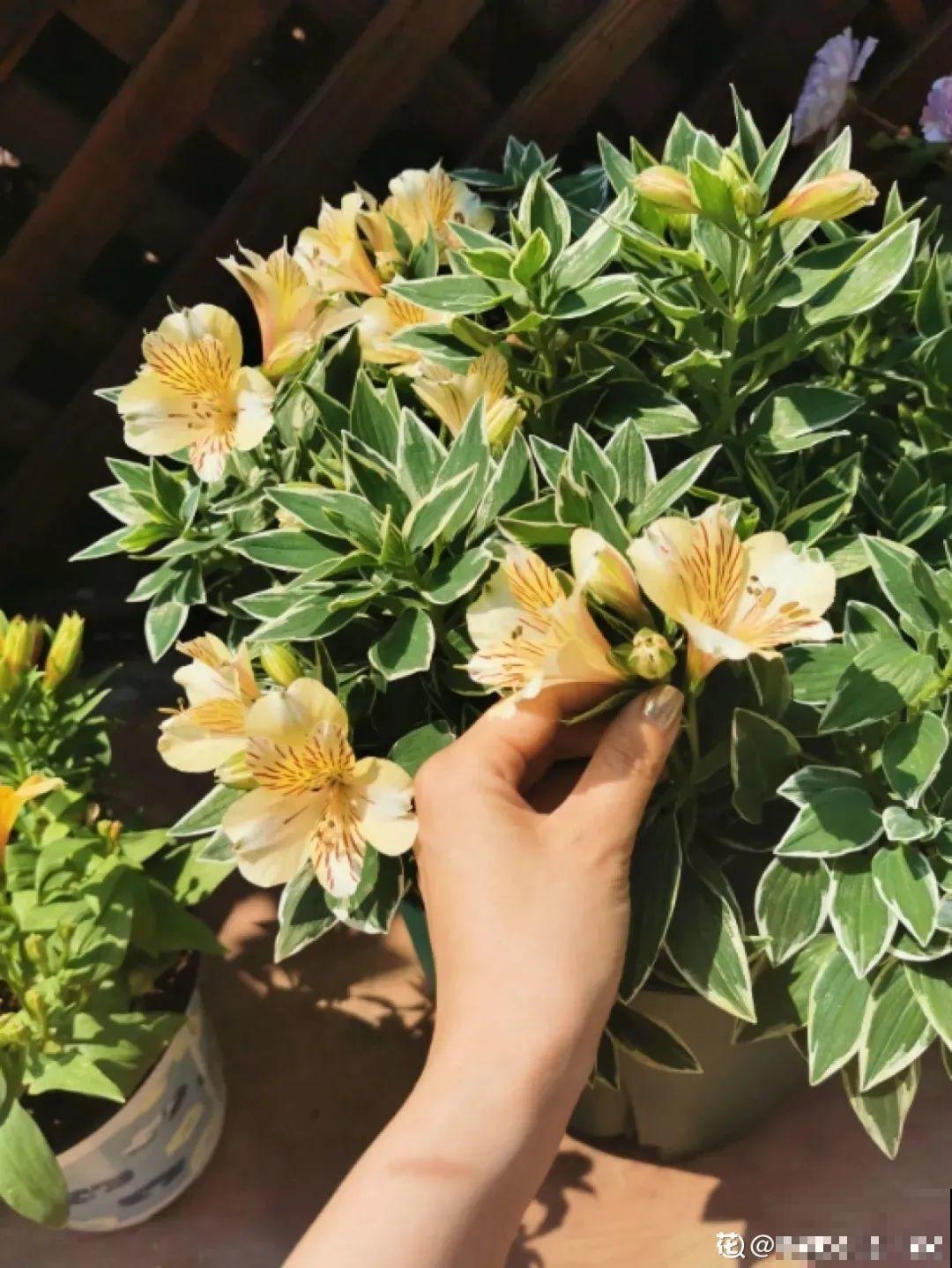 六出花特耐旱，浇水少也能疯长，开花比杜鹃还美