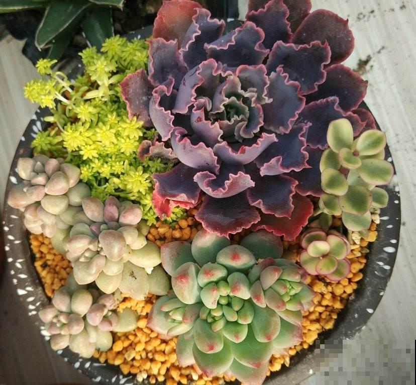 关于多肉拼盘，4个要点不能忘，不然很难养好