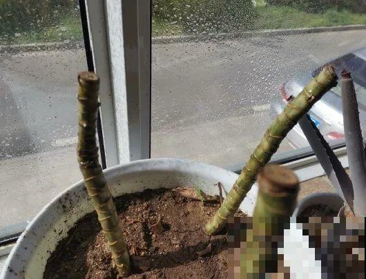 7种花要赶紧砍头,一头变多头,长得是真旺 7种花要赶紧砍头,一头变多头,长得是真旺