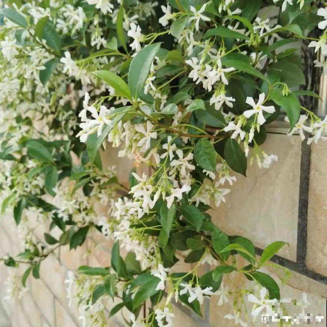 晒不死、热不死的花,越晒花越多,越热长越快 晒不死、热不死的花,越晒花越多,越热长越快