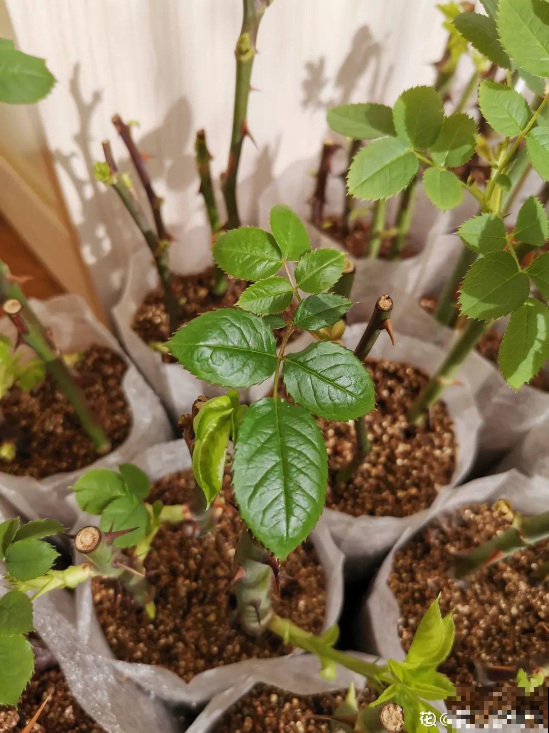 扦插3大“神器”,你家就有不少,成功率特高 扦插3大“神器”,你家就有不少,成功率特高