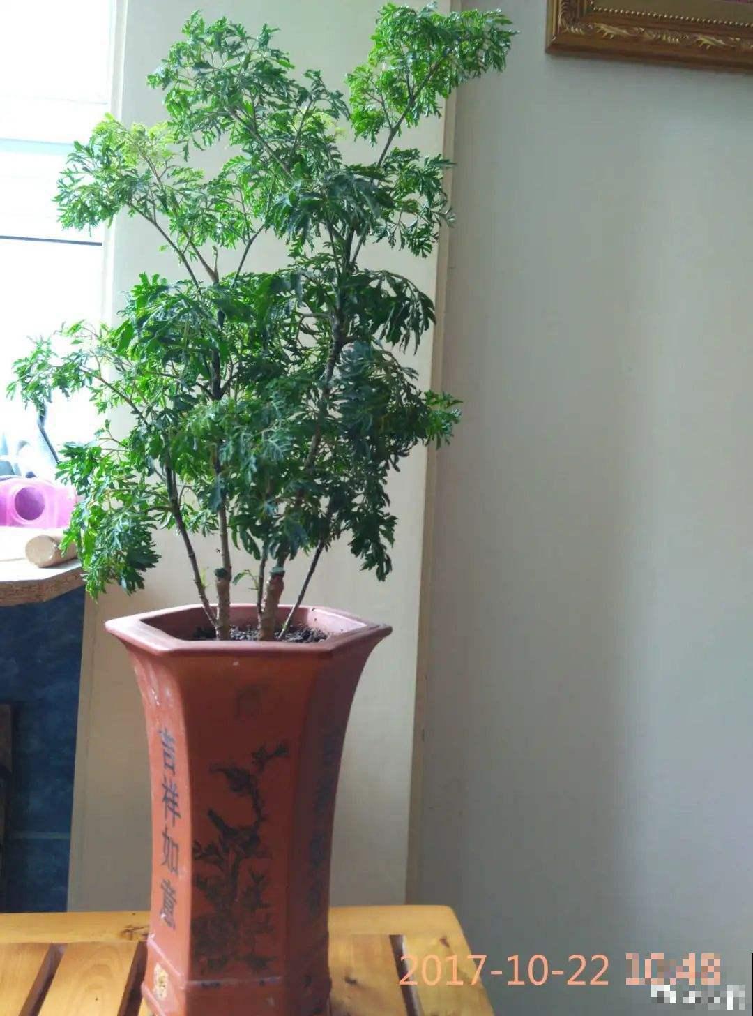 选耐阴花看看这5样，养家里寓意好，阴暗处也照样开花