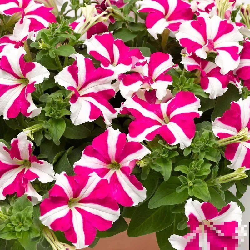 夏天修剪要下狠手,剪得越狠越爆盆,多晒长成大花球 夏天修剪要下狠手,剪得越狠越爆盆,多晒长成大花球