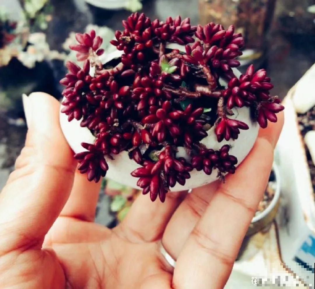 蛋壳里养多肉,长成老桩超好看,还能废物利用 蛋壳里养多肉,长成老桩超好看,还能废物利用