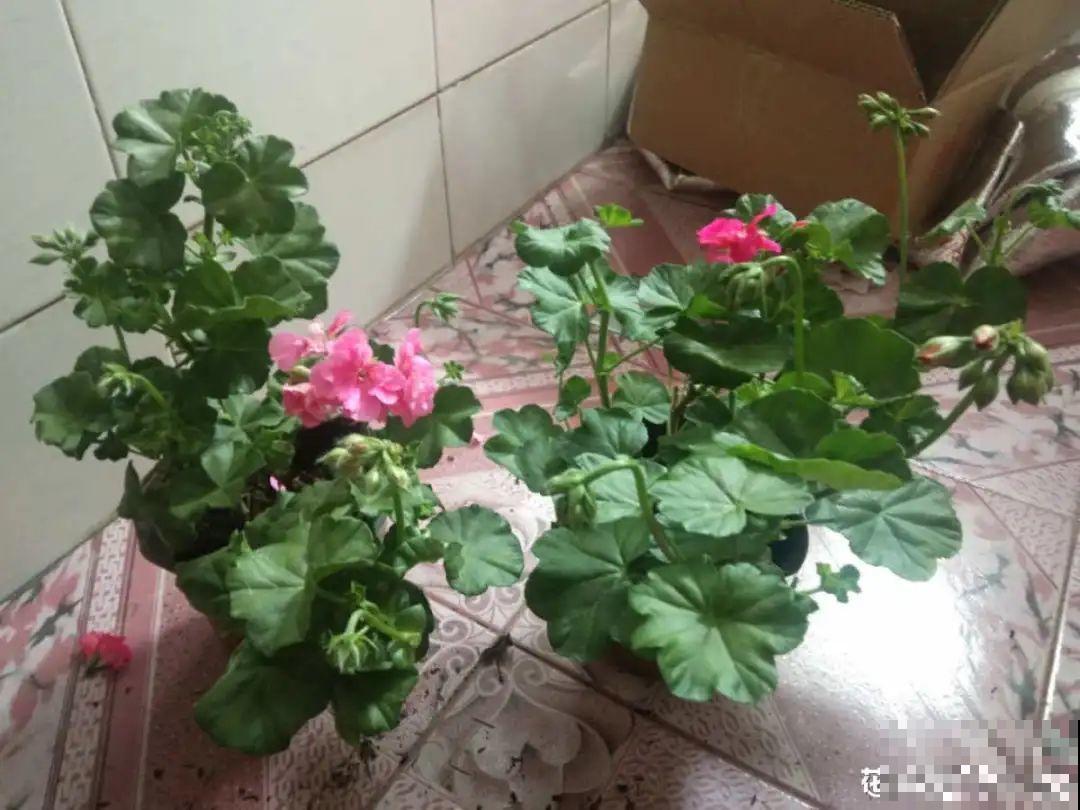 春天养太阳花,猛晒太阳才开花,扦插特好活 春天养太阳花,猛晒太阳才开花,扦插特好活