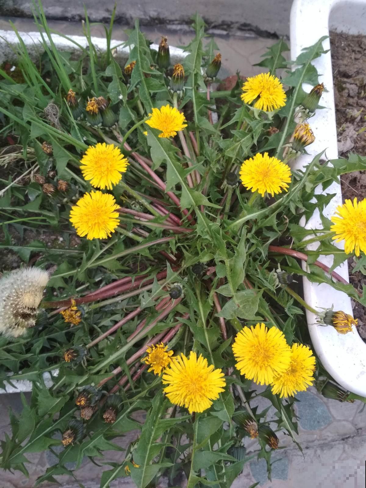 这些“草”其实是野菜，长路边没人要，超市争着买！