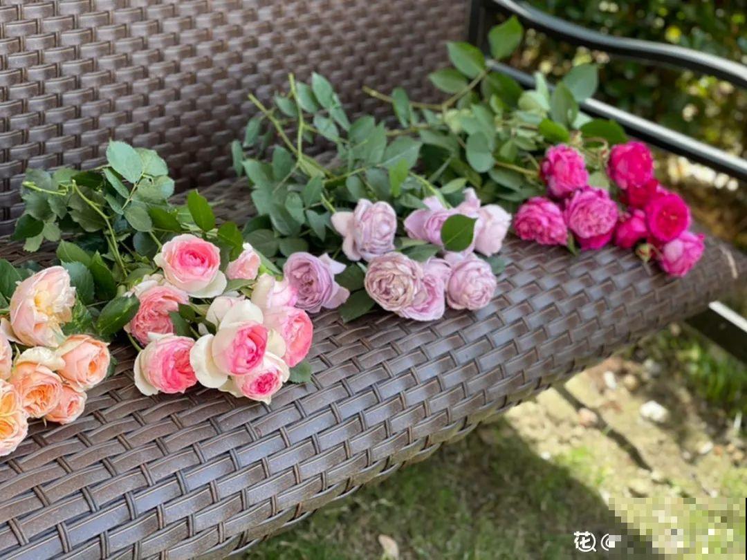 月季现在赶紧施肥，不然越长越差，上肥后月月开花