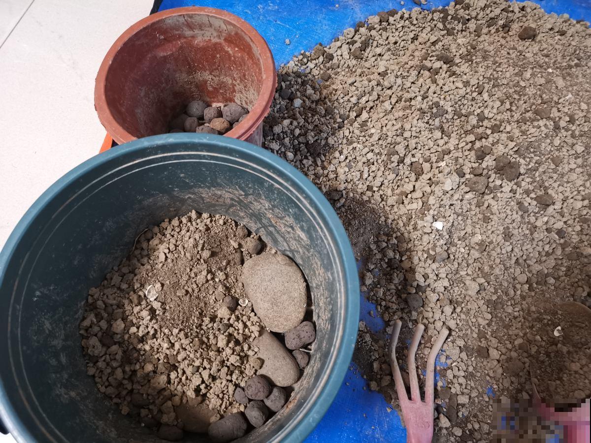 养花必备5件“家伙事儿”，个头小却实在好用，你家有几个？