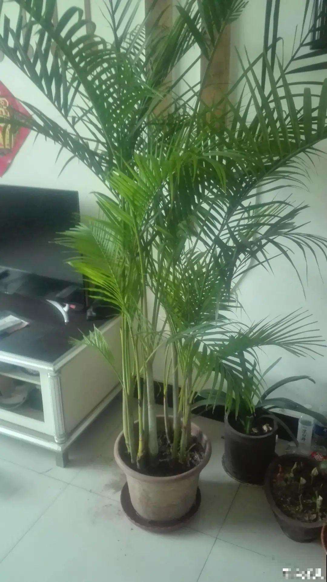 公认的难养花，买一盆死一盆，原来是被动了手脚…