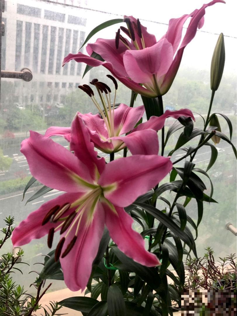 适合现在种的球根植物，4月初种上， 5月底就开花